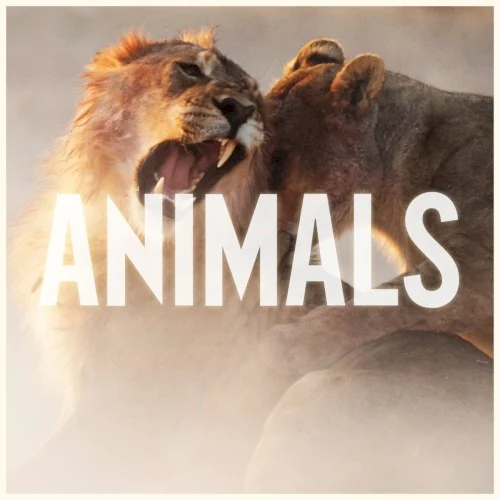 Maroon 5: Animals single cover